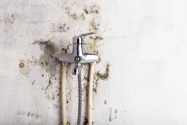 Best Commercial Mold Removal  in Shelby, MI