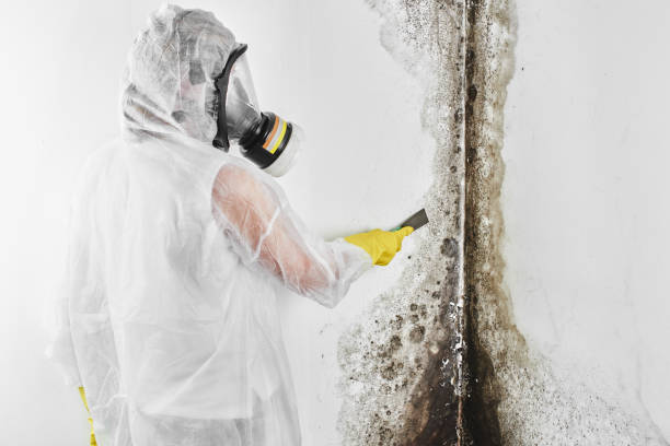 Best Local Mold Removal Service  in Shelby, MI