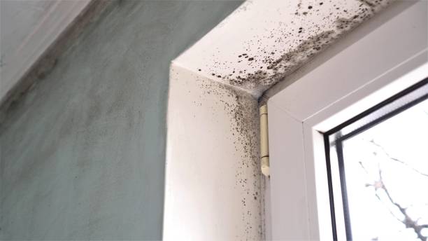 Best Mold Testing  in Shelby, MI
