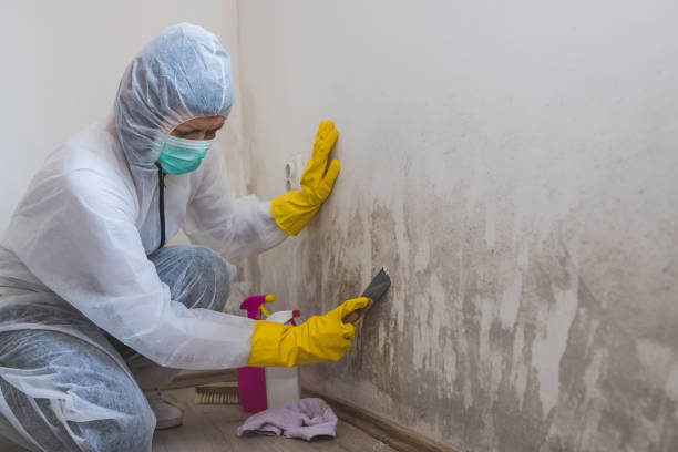 Best Attic Mold Removal  in Shelby, MI