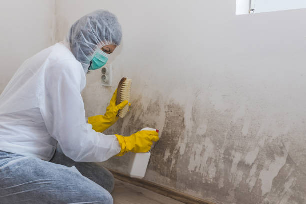 Office Mold Removal Services in Shelby, MI