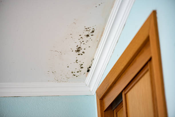 Trusted Shelby, MI Mold Removal Experts