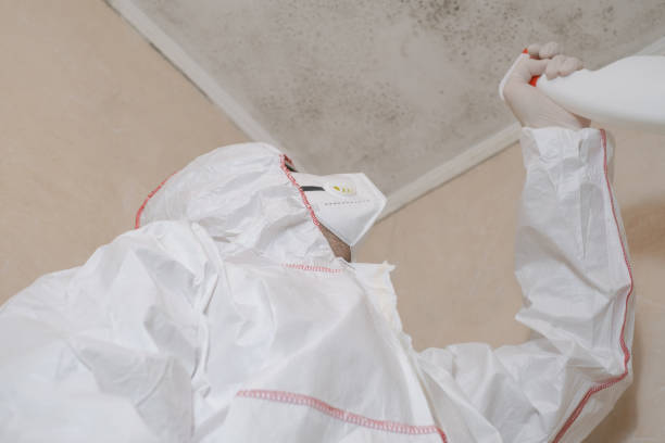 Best Affordable Mold Removal  in Shelby, MI