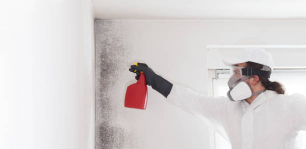 Best Crawl Space Mold Removal  in Shelby, MI
