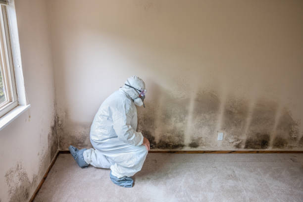 Best Fast Mold Removal  in Shelby, MI