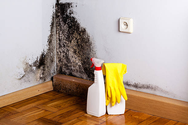 Best Black Mold Removal  in Shelby, MI