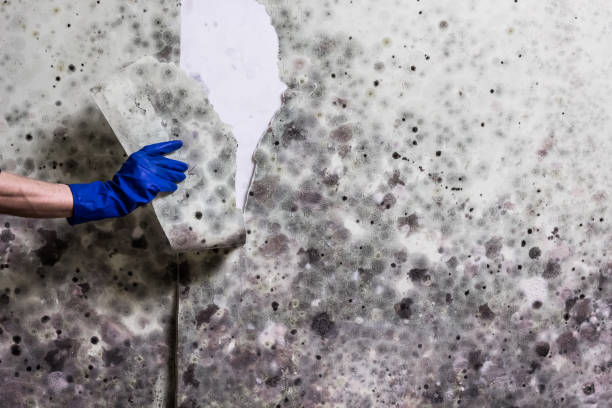 Best Crawl Space Mold Removal  in Shelby, MI